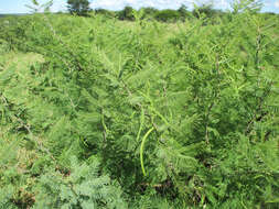 Слика од Vachellia arenaria (Schinz) Kyal. & Boatwr.