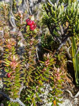 Image of Planocarpa