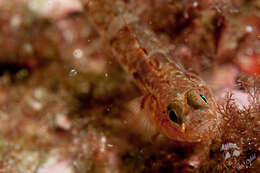 Image of Mediterranean Painted Goby