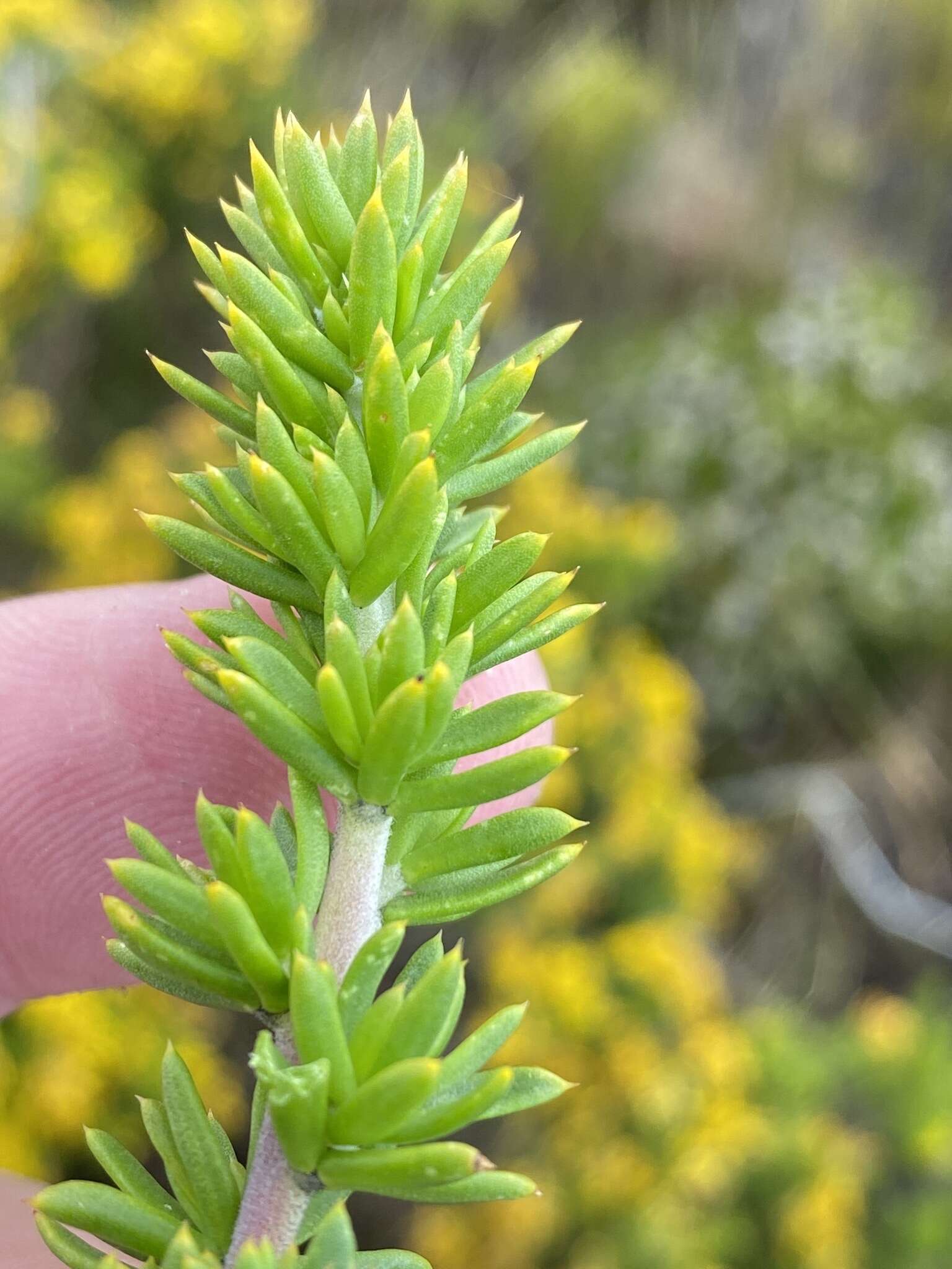 Слика од Aspalathus fusca Thunb.