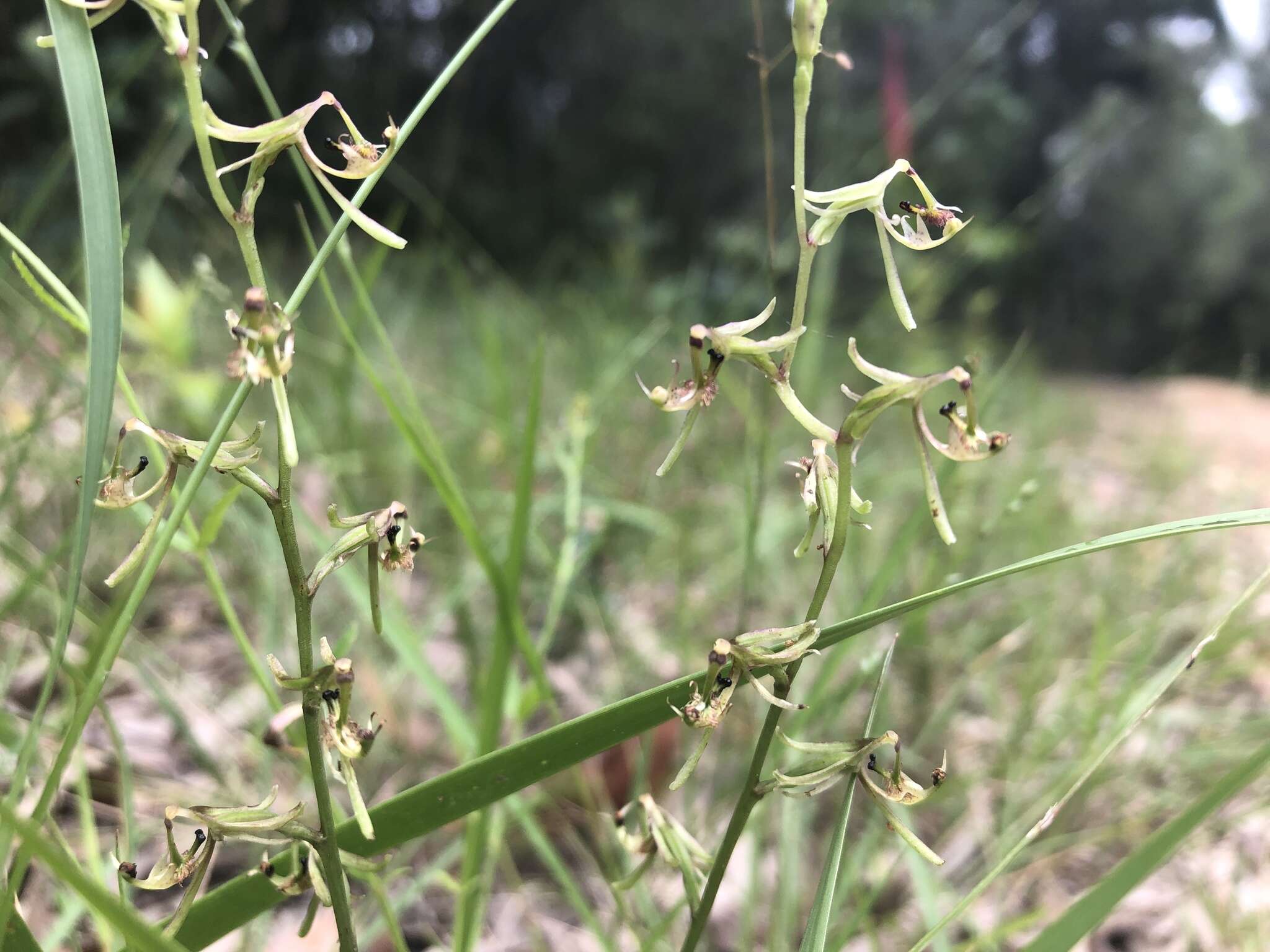 Plancia ëd Arthrochilus prolixus D. L. Jones