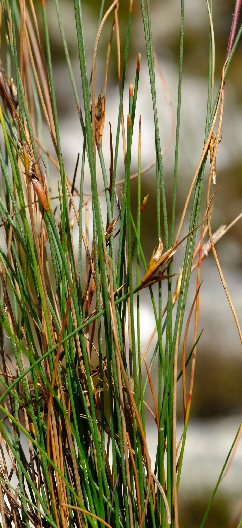 صورة Tetraria picta (Boeckeler) C. B. Clarke