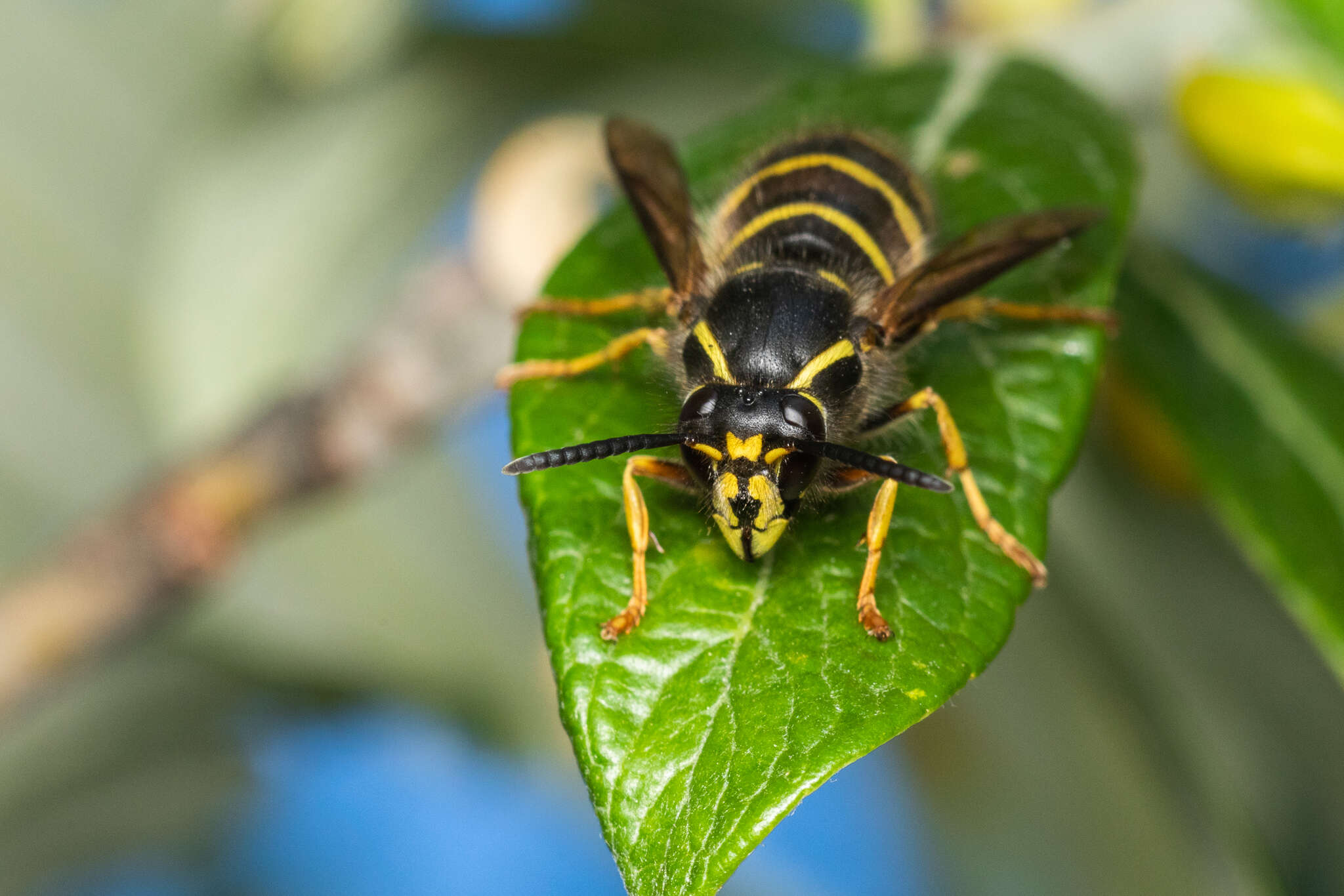 Image of Dolichovespula alpicola Eck 1984