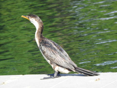 Image of Dwarf cormorants