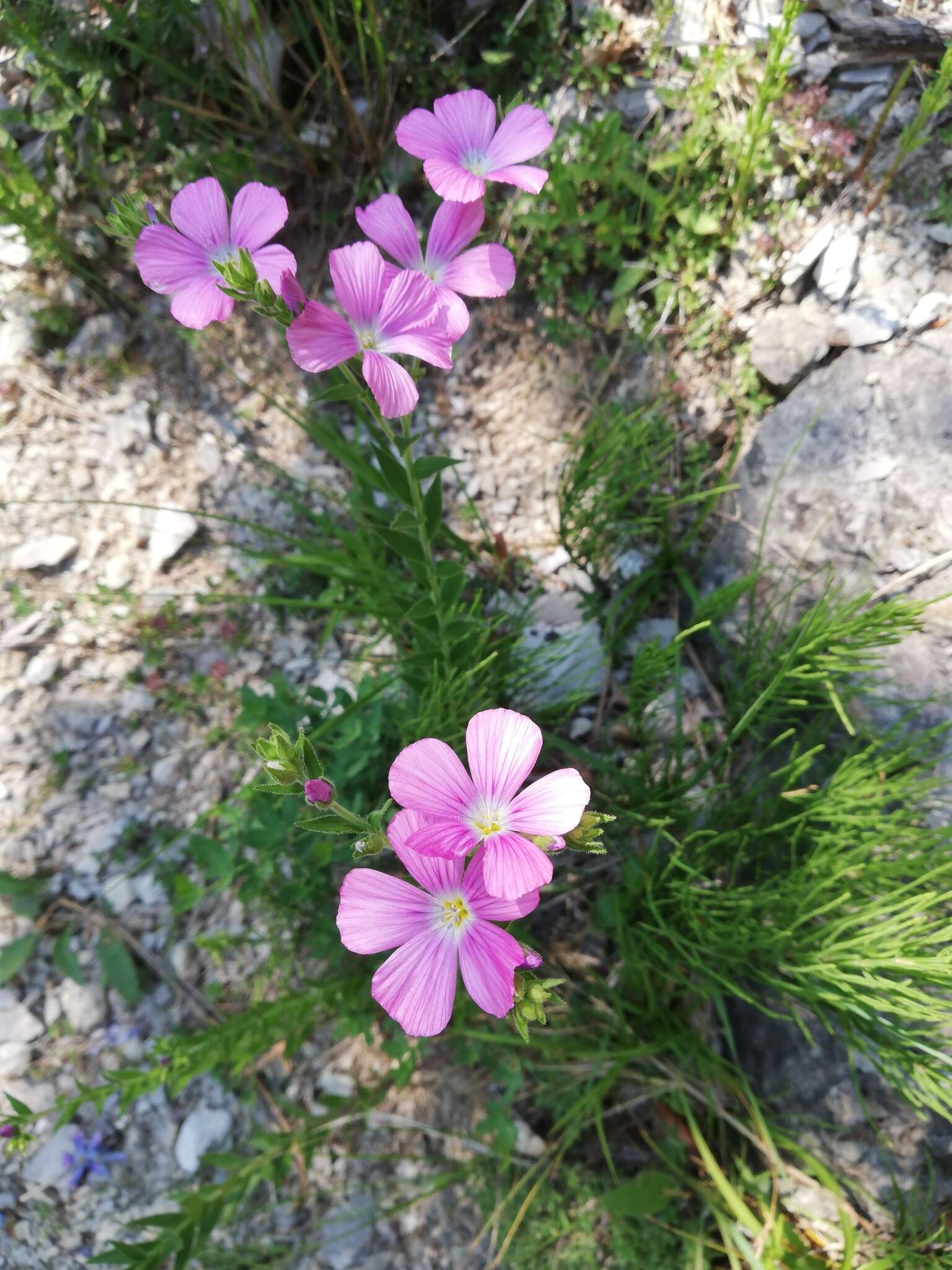 Image of Linum viscosum L.