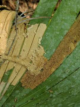 Image of Palm Leaf Skeletonizer