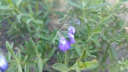 Imagem de Salvia coahuilensis Fernald