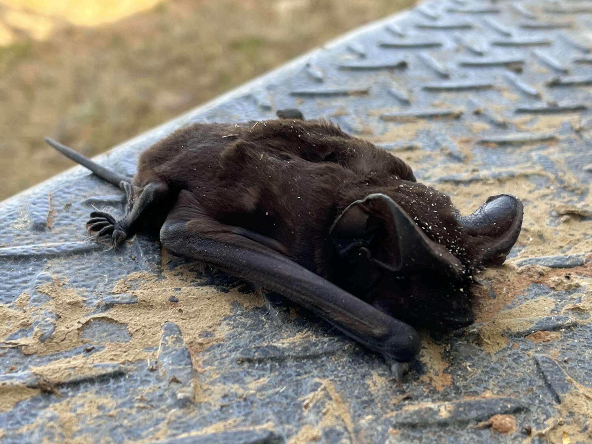 Image of White-striped Free-tailed Bat