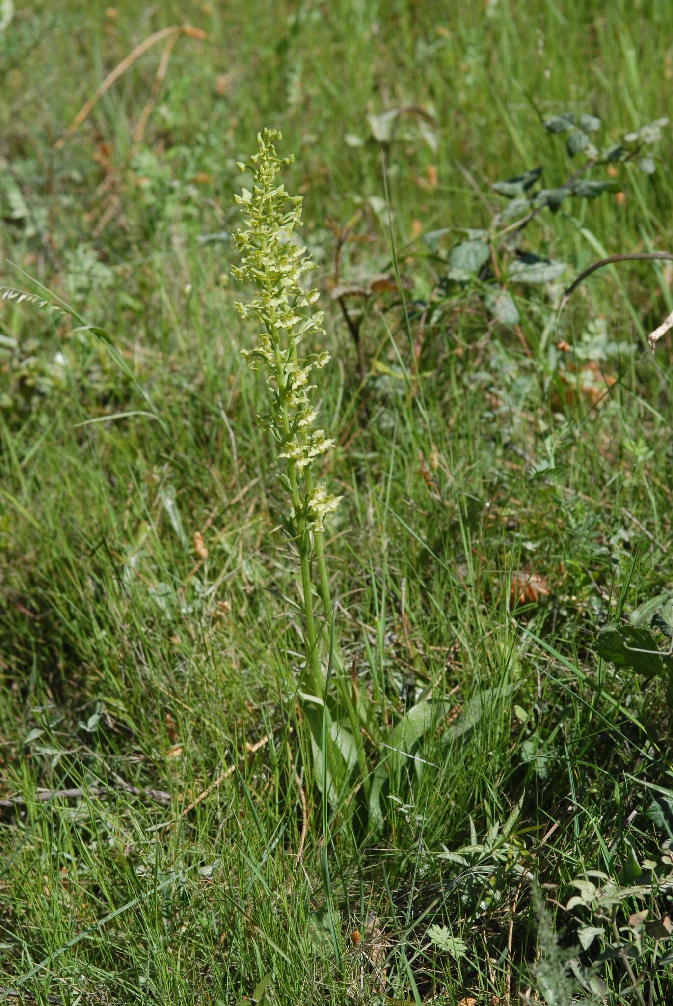 Слика од Platanthera algeriensis Batt. & Trab.