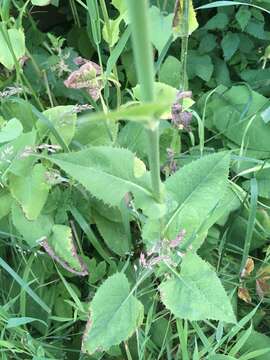 Image of Cicerbita macrophylla (Willd.) Wallr.