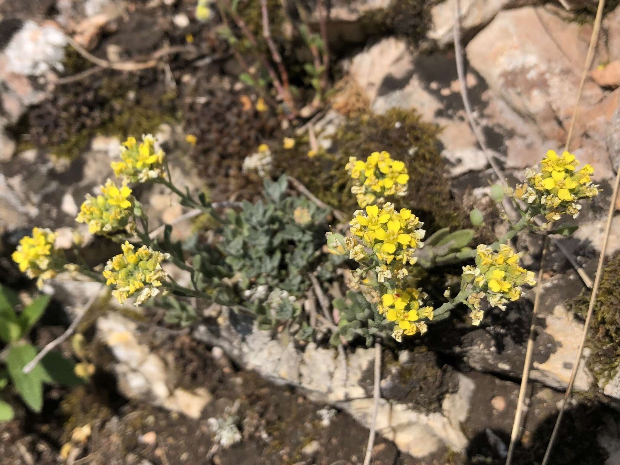 Image of Mountain Alyssum