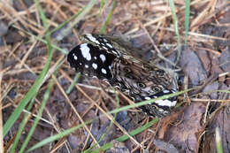 Imagem de Paralethe dendrophilus junodi van Son 1935