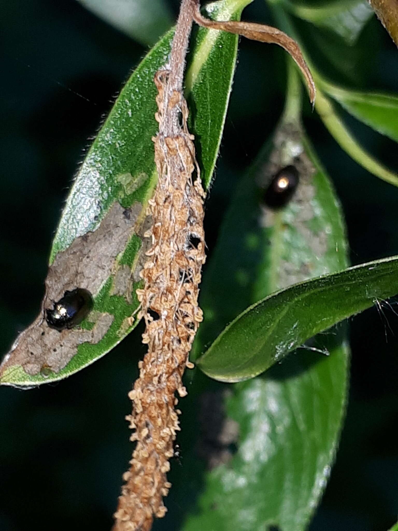 Image of Phratora vitellinae (Linnaeus 1758)