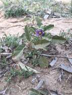 Image of Solanum esuriale Lindl.