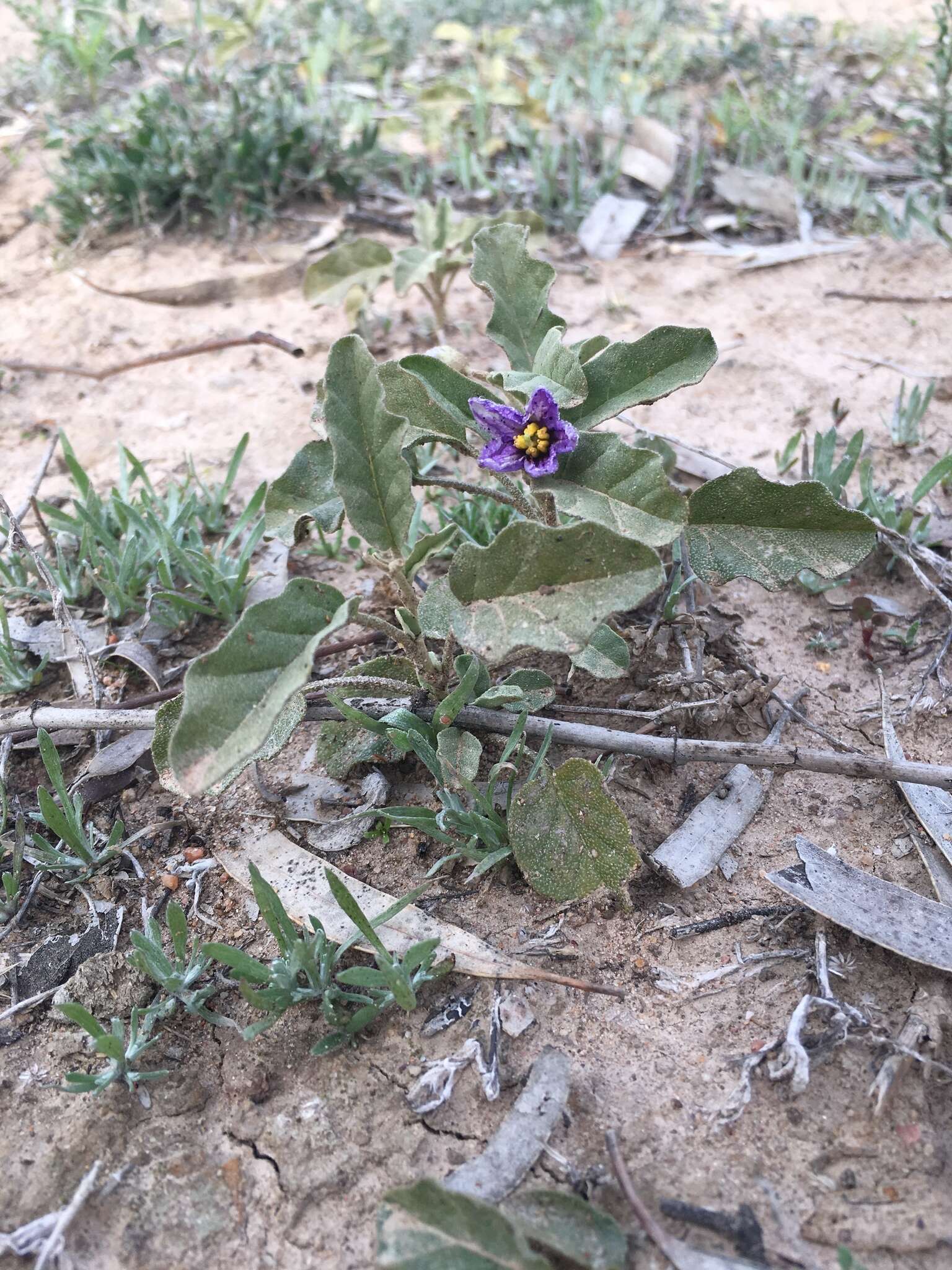 Image of Solanum esuriale Lindl.