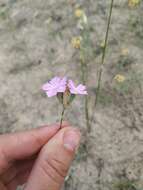 صورة Dianthus polymorphus Bieb.