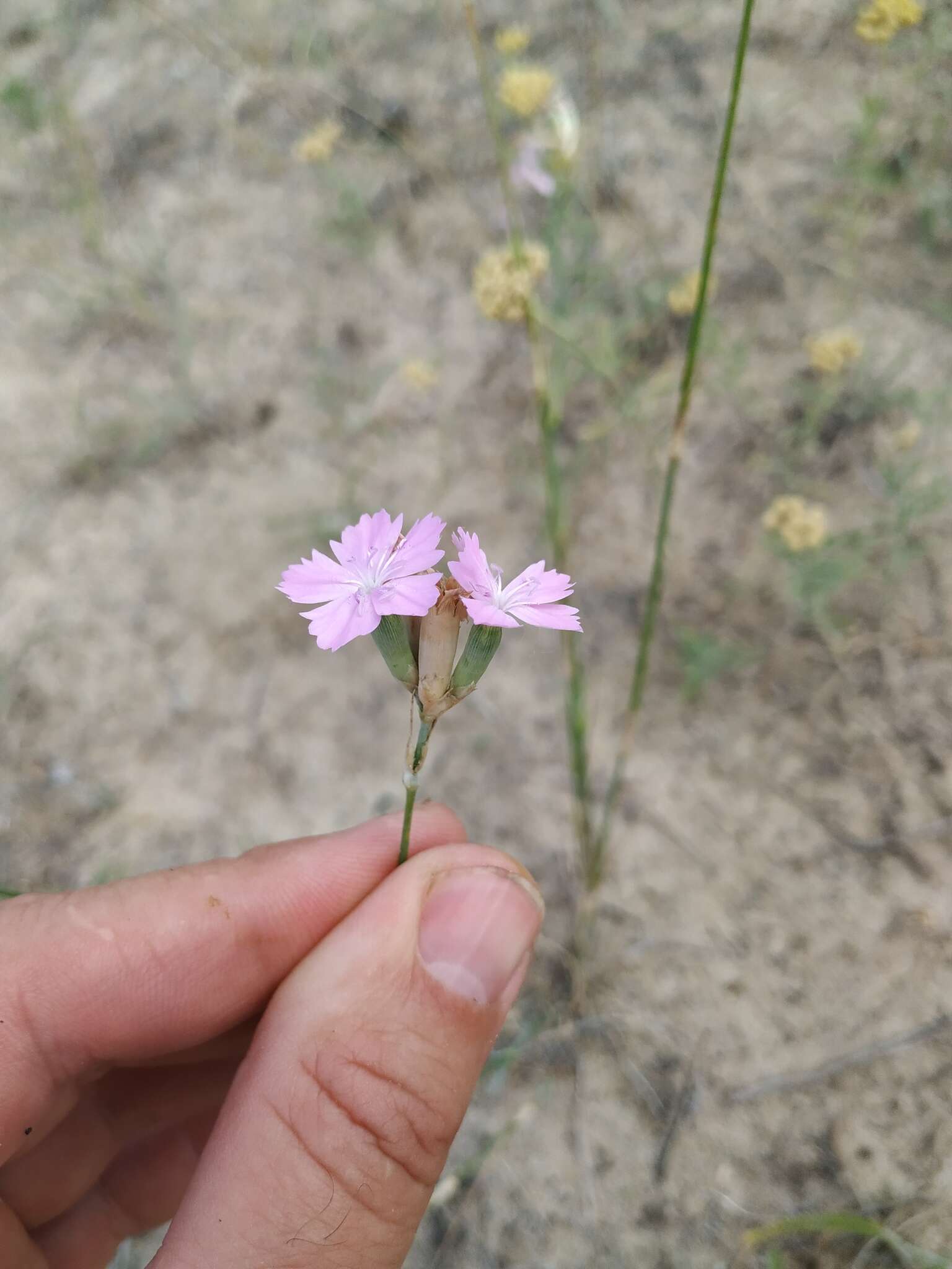 صورة Dianthus polymorphus Bieb.