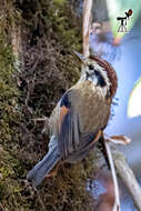 Image of Rufous-winged Fulvetta