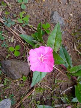 Image of Oenothera deserticola (Loes.) Munz