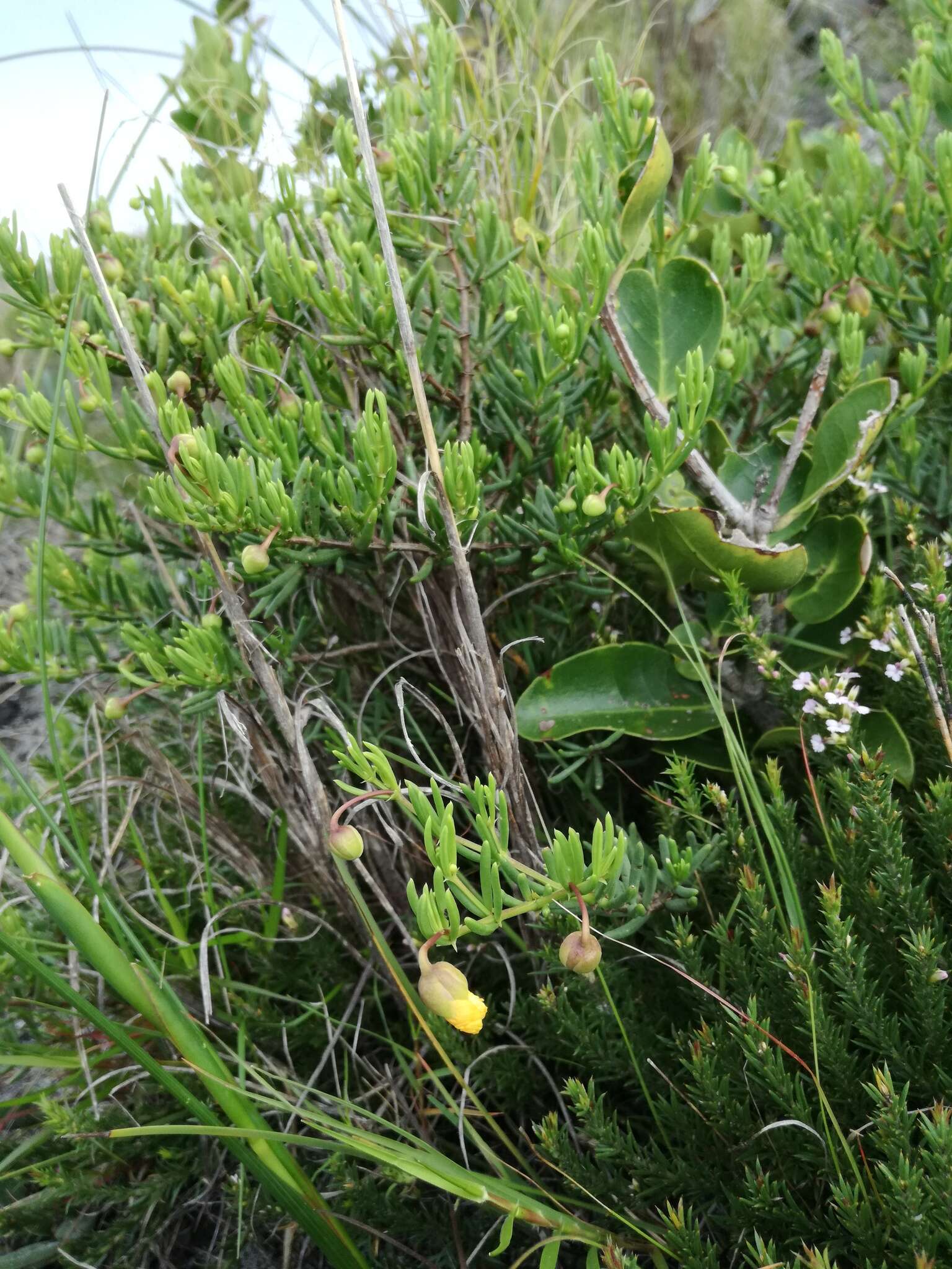 Sivun Roepera spinosa (L.) Beier & Thulin kuva