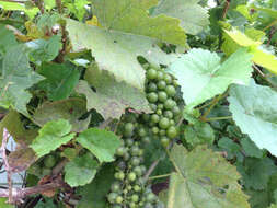 Image of wine grape