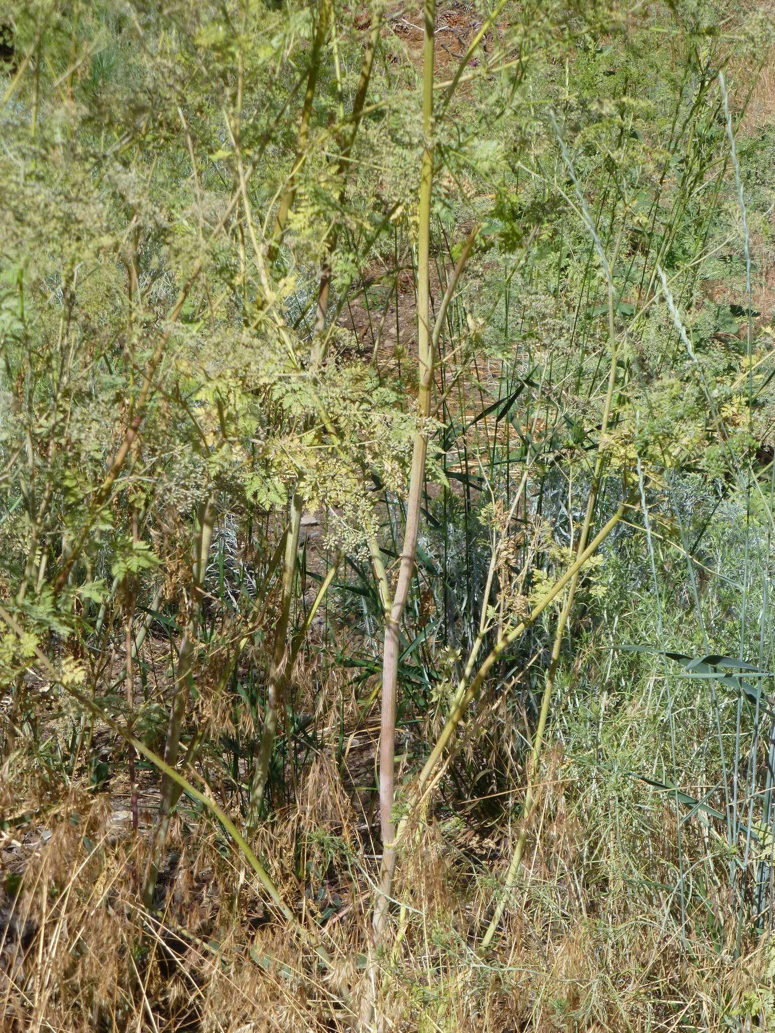 Image of poison hemlock