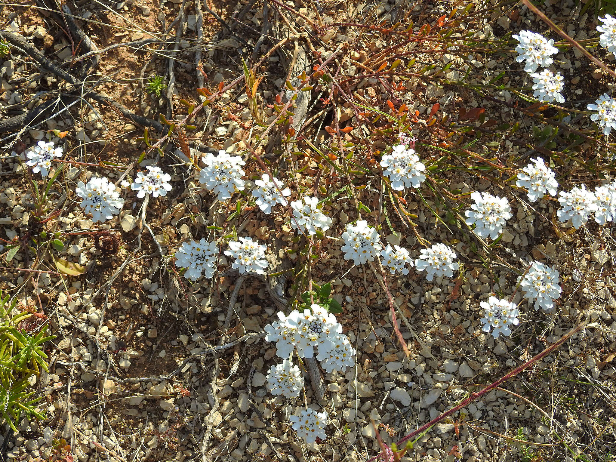Image of Iberis procumbens subsp. microcarpa Franco & P. Silva