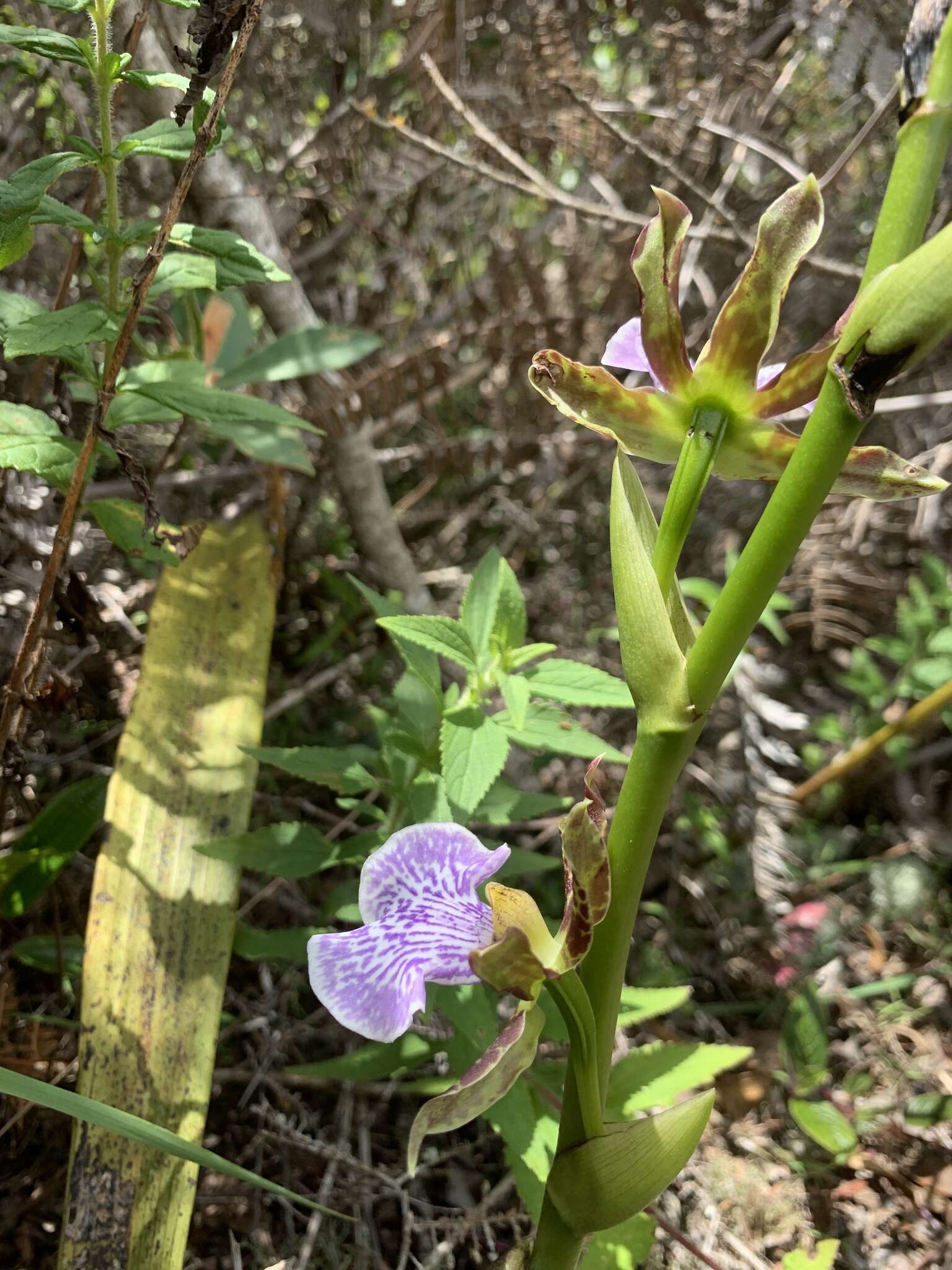 Image of Zygopetalum maculatum (Kunth) Garay