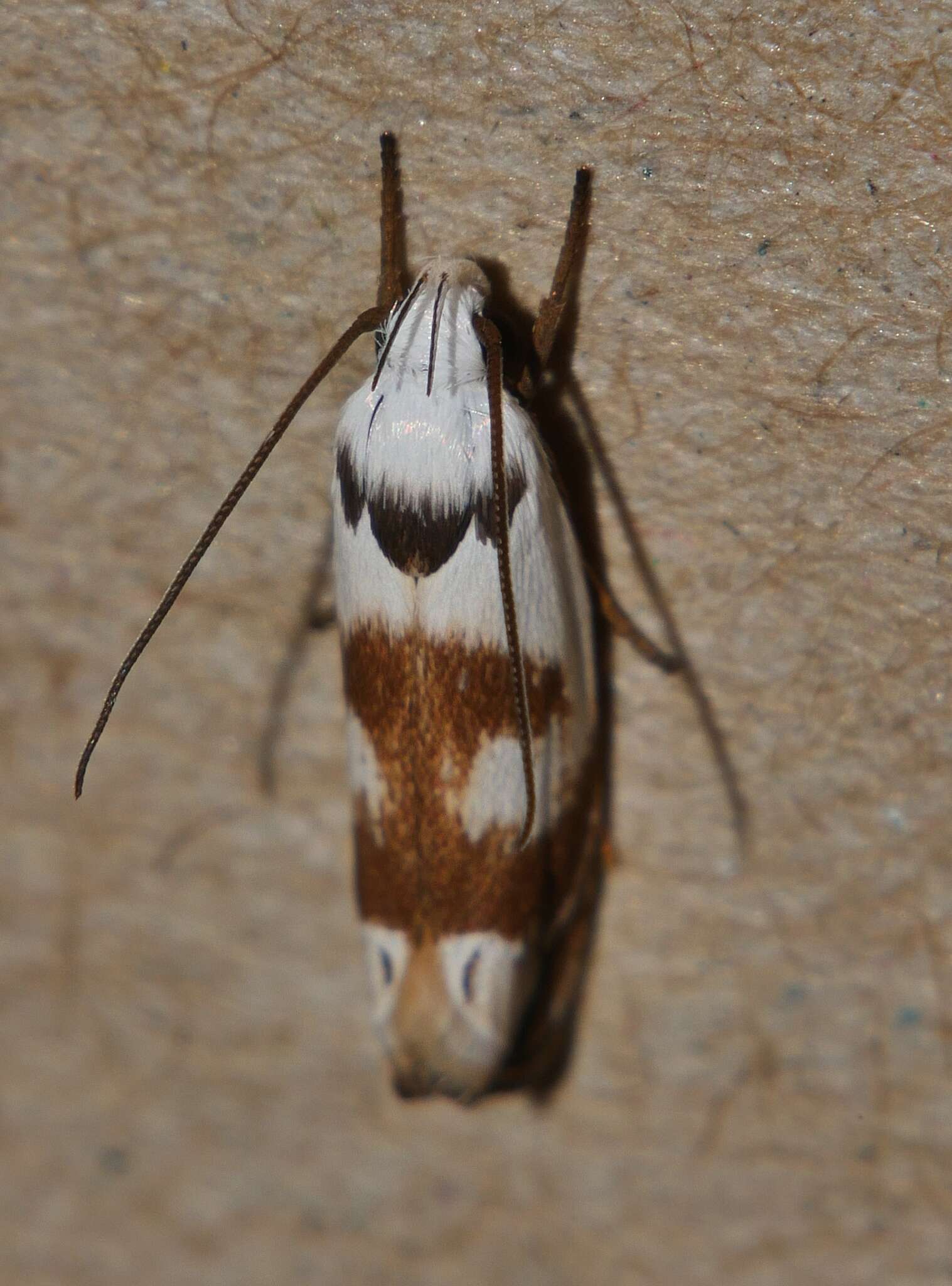 Image of Plectophila pyrgodes Turner 1897