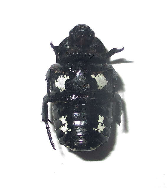 Image of <i>Spilophorus <i>plagosus</i></i> plagosus