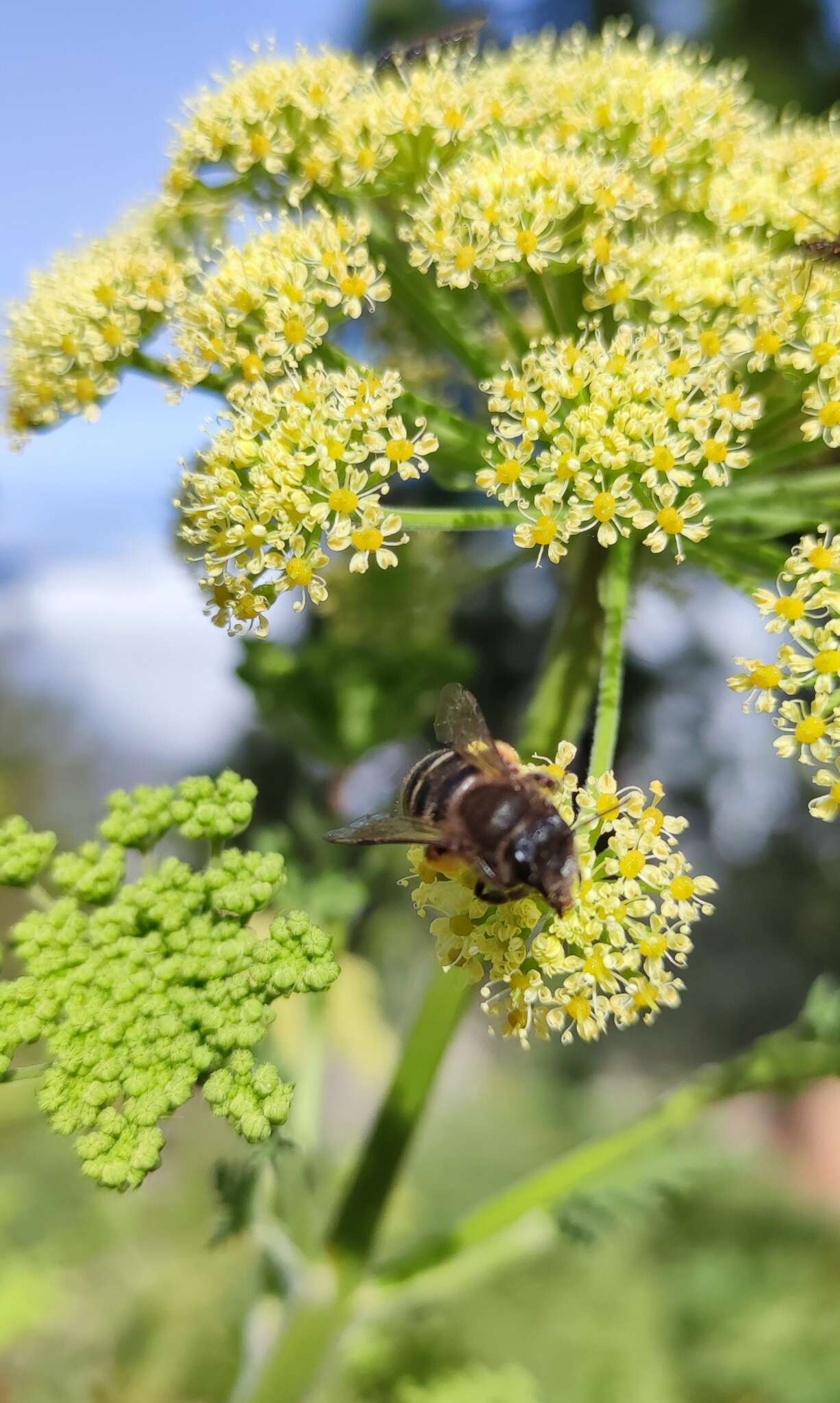 Andrena vulcana Dours 1873 resmi