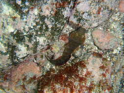 Image of Connemara sucker