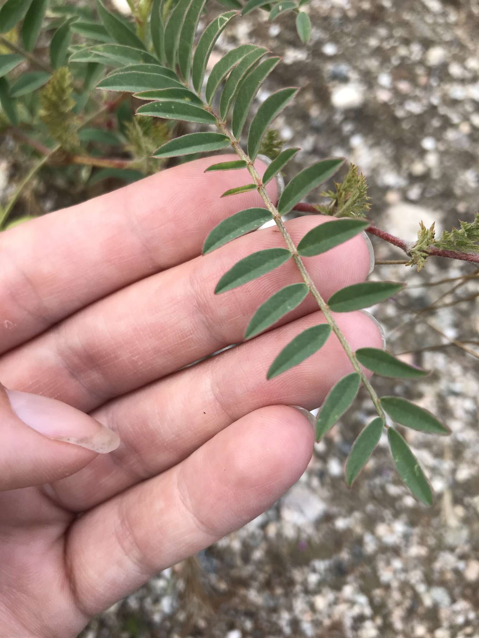 Image of Pomona milkvetch