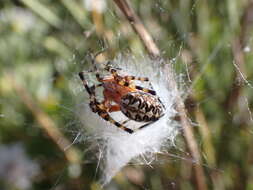 Image of Araneus annulipes (Lucas 1838)