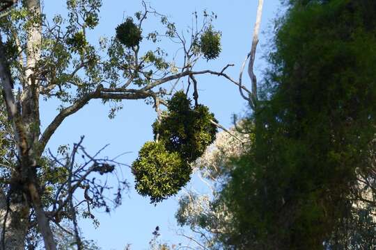 Image of Notothixos cornifolius Oliver