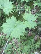 Image of American umbrellaleaf