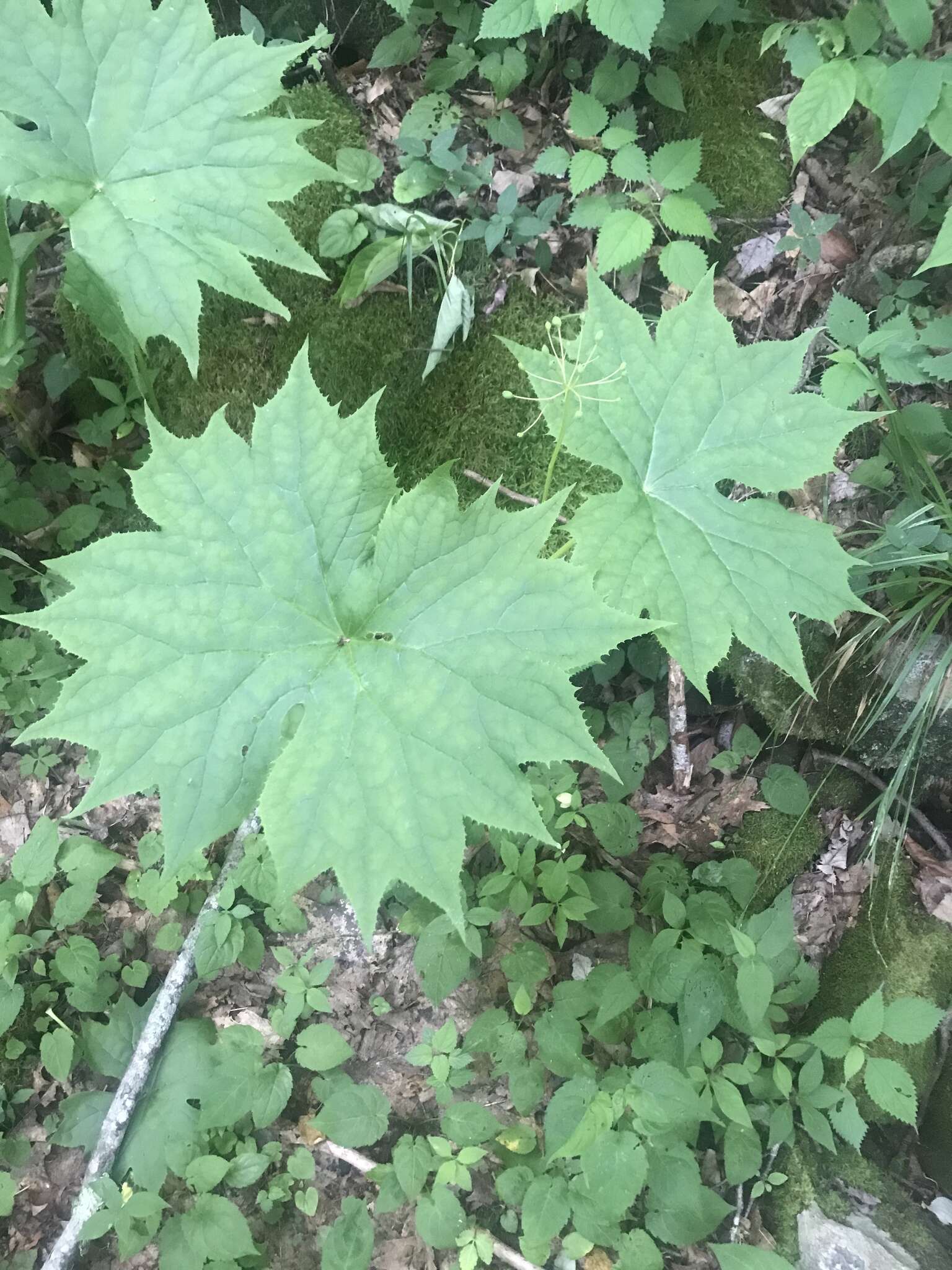 Image de Diphylleia cymosa Michx.