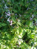 Image of Purple ribbon bush