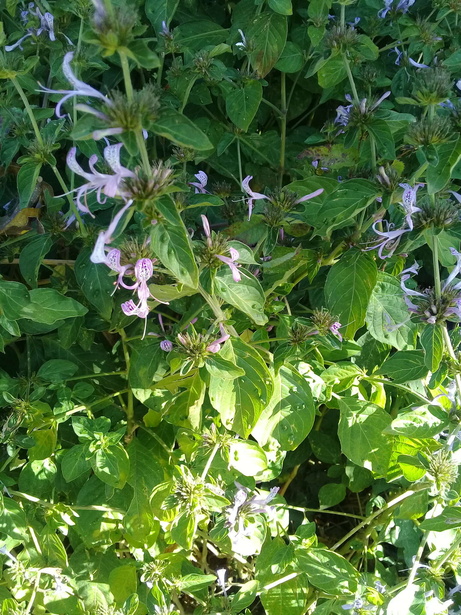 Image of Purple ribbon bush