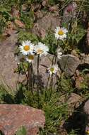 Image of Tanacetum richterioides (C. Winkl.) K. Bremer & C. J. Humphries