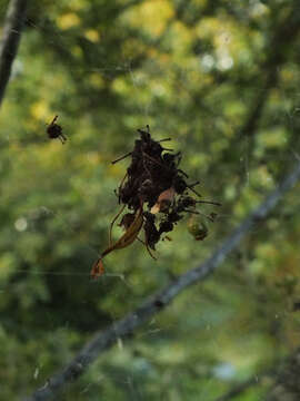 Image of Parasteatoda lunata (Clerck 1757)