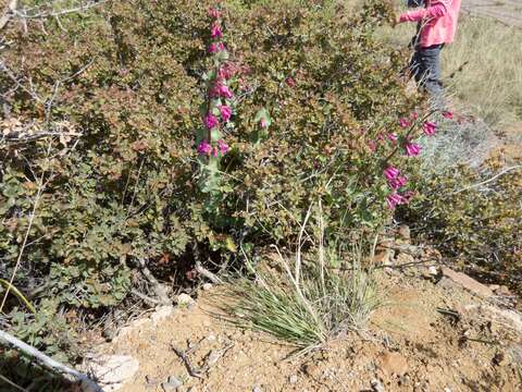 Image of desert penstemon