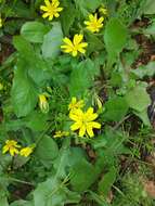 Image of endive daisy