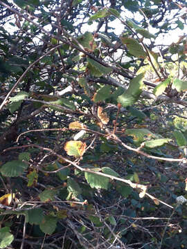 Image of Corylus cornuta subsp. californica (A. DC.) A. E. Murray