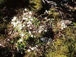 Image of Matted Saxifrage