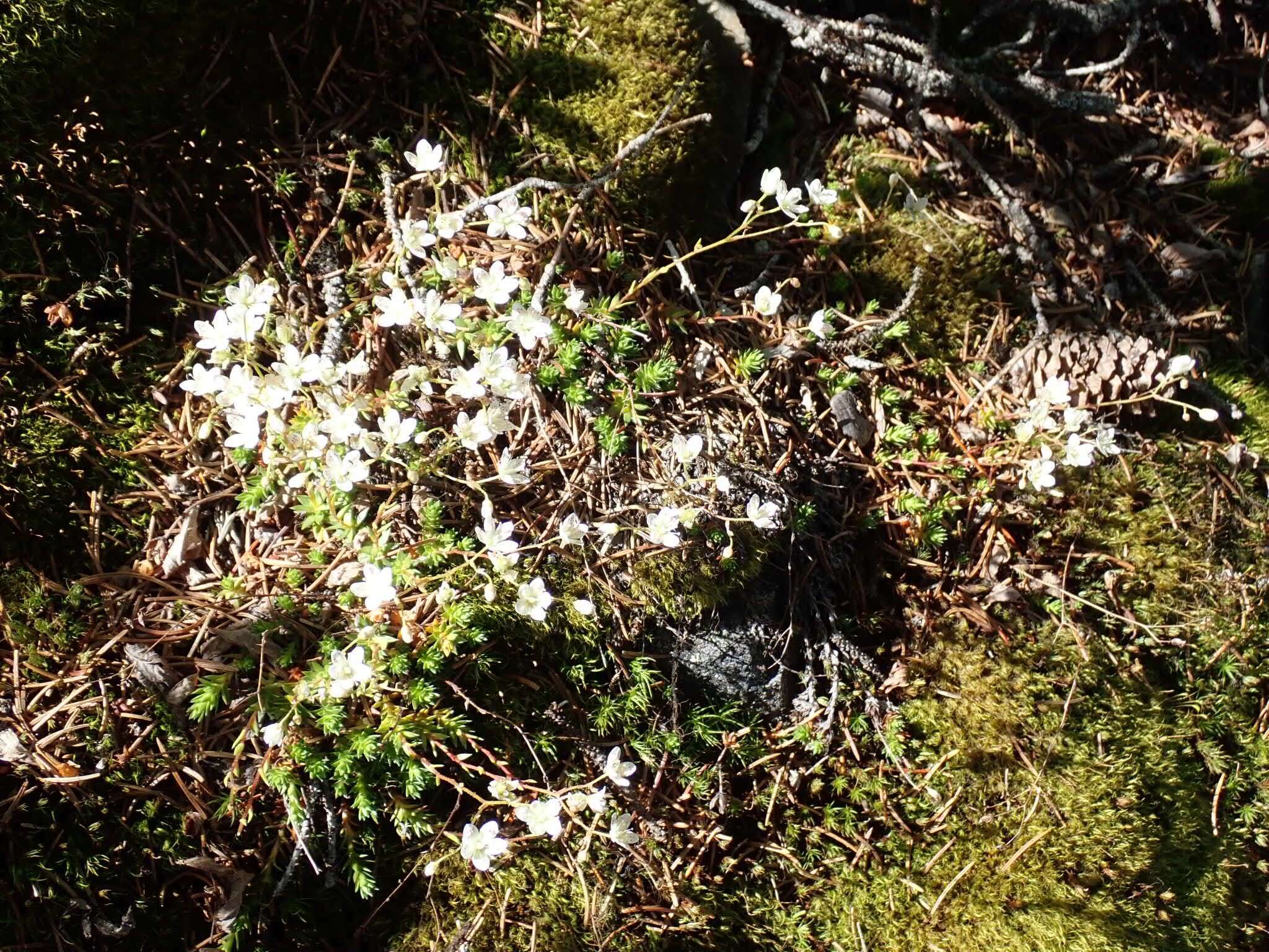 Image of Matted Saxifrage