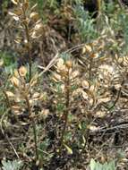 Sivun Alyssum lenense Adams kuva