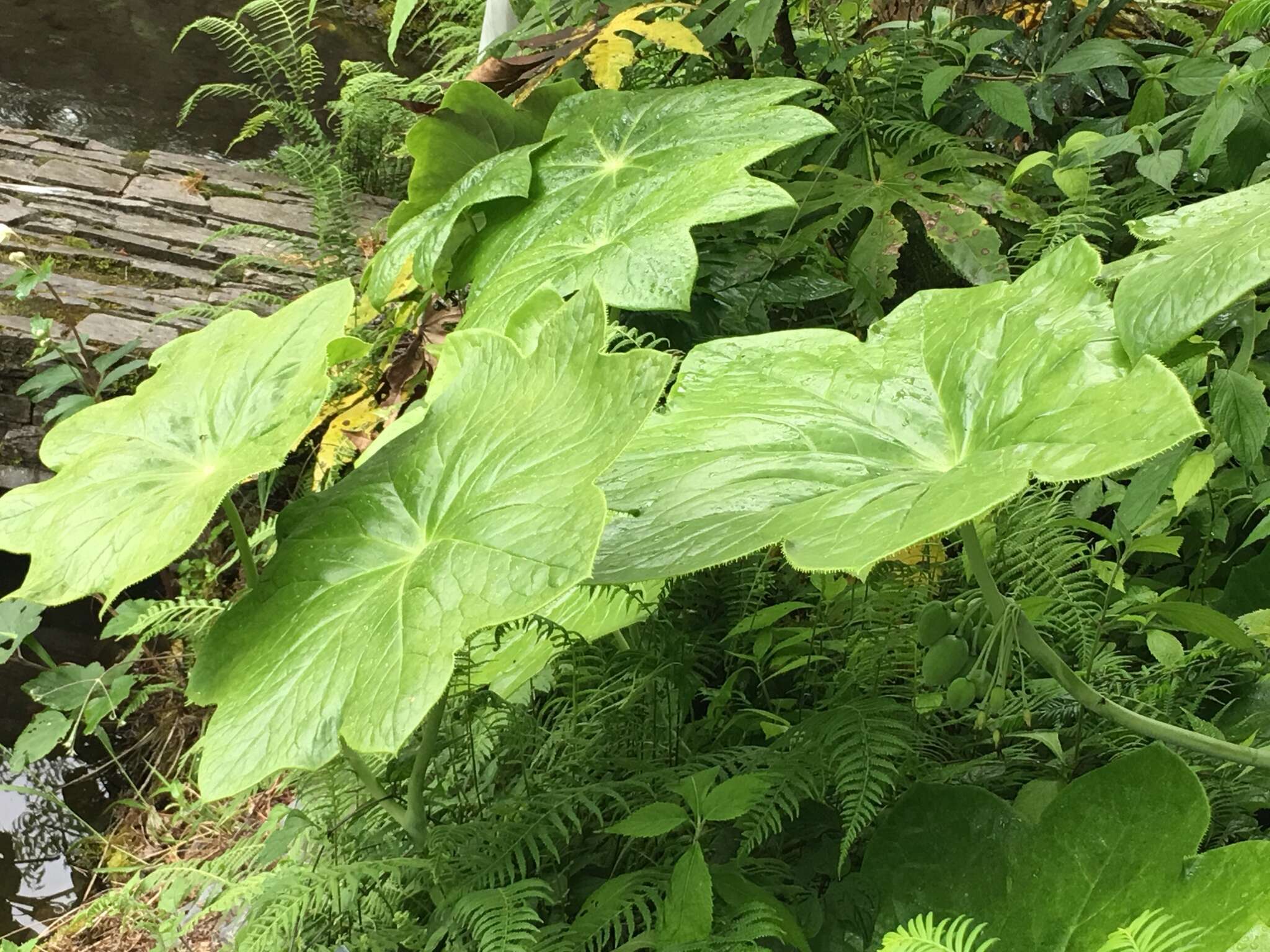 Image de Podophyllum pleianthum Hance