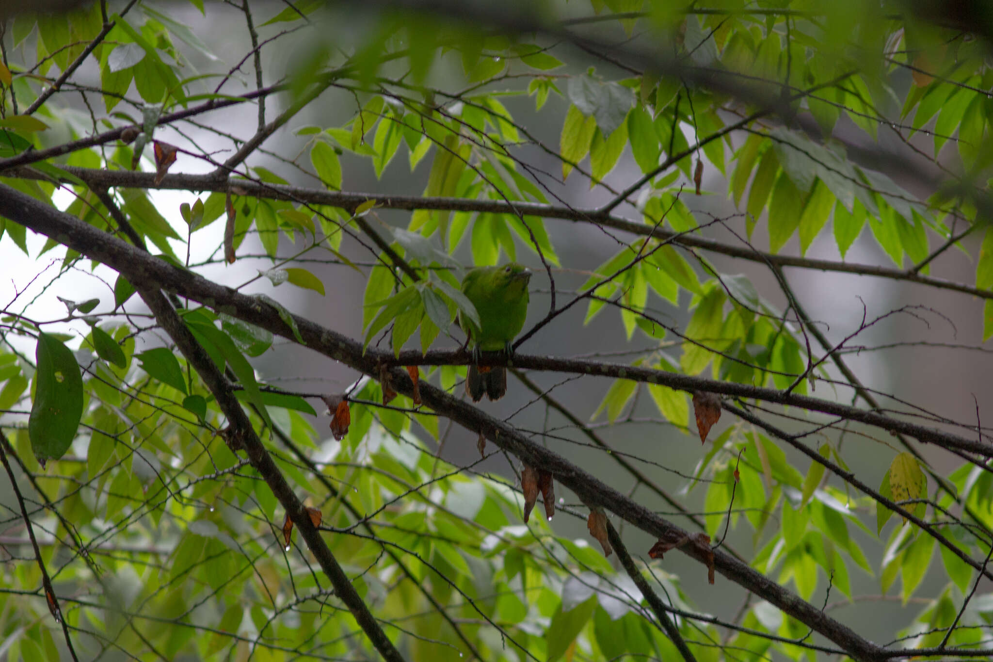 Image of Greater Green Leafbird