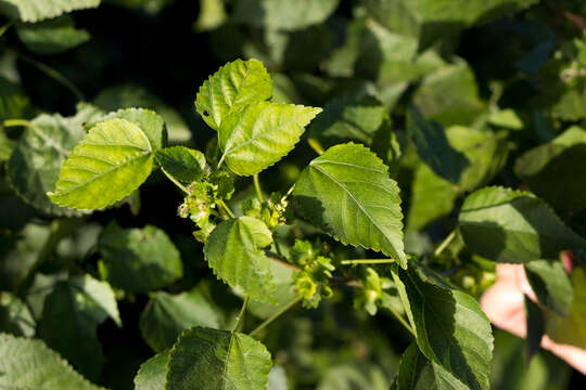 Image de Acalypha glabrata Thunb.